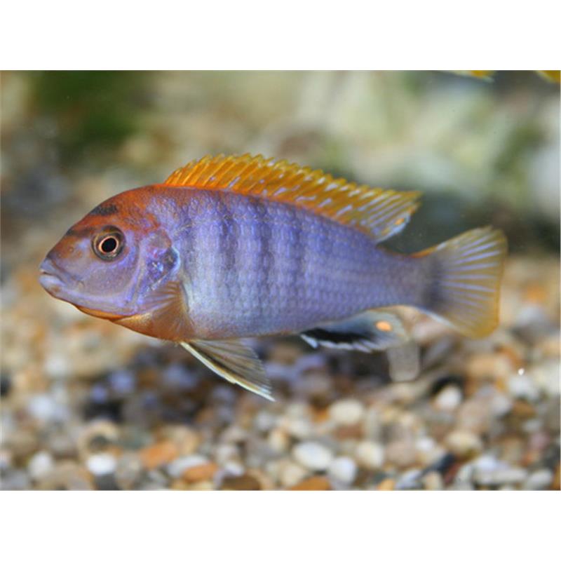 Labidochromis hongi orange - imagine 5